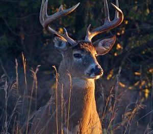 Author Interview: Ann Chiappetta, Author of A String of Stories From the Heart to the Future